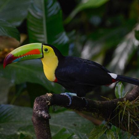 Veragua Rainforest Puerto Limon Exterior foto
