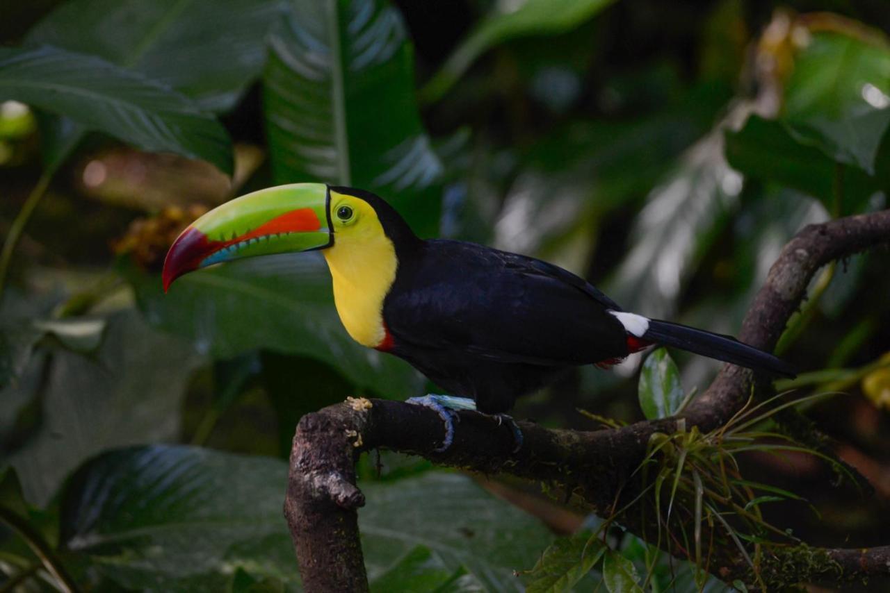 Veragua Rainforest Puerto Limon Exterior foto